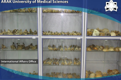 Anatomy Laboratory