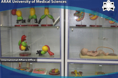Anatomy Laboratory